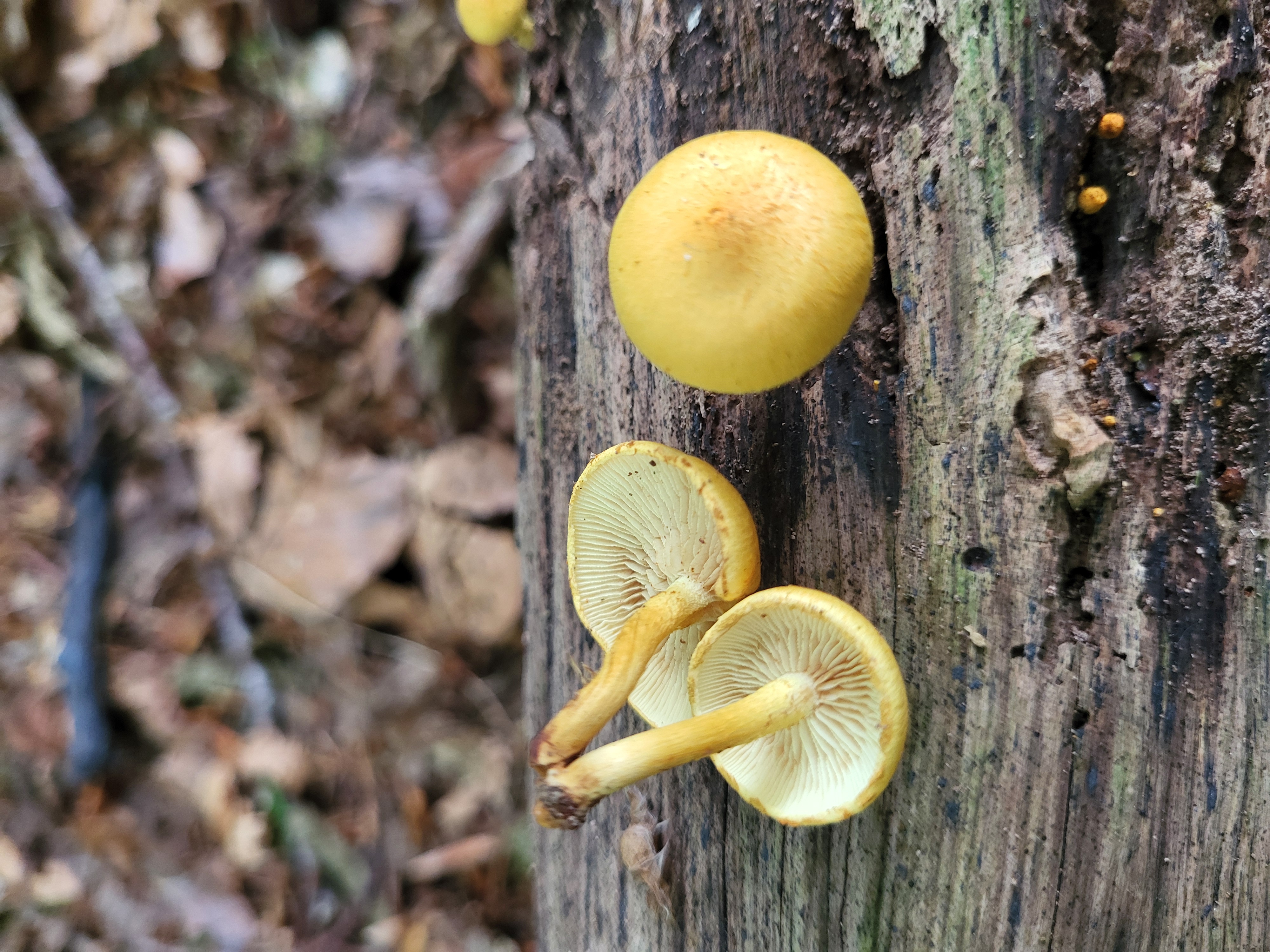 Dernière photo de récolte